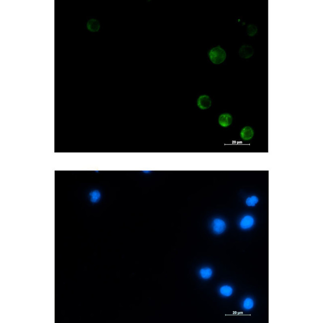 ME2 Antibody in Immunocytochemistry (ICC/IF)