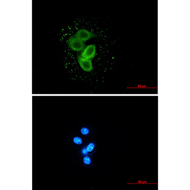 TMEM67 Antibody in Immunocytochemistry (ICC/IF)