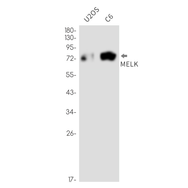 MELK Antibody in Western Blot (WB)
