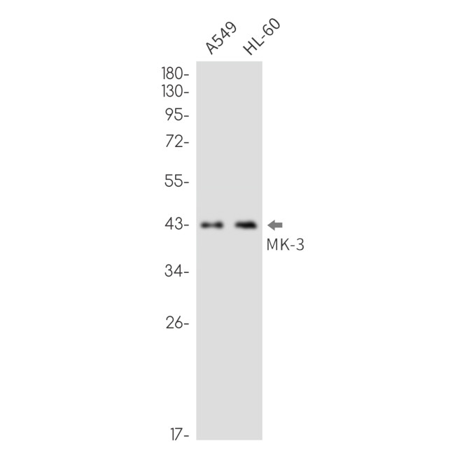 MAPKAPK3 Antibody in Western Blot (WB)