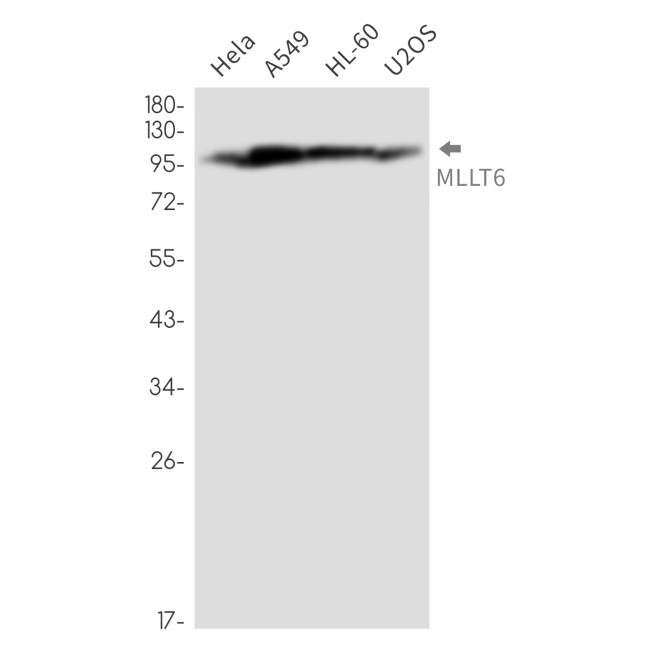 MLLT6 Antibody in Western Blot (WB)