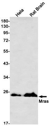 MRAS Antibody in Western Blot (WB)