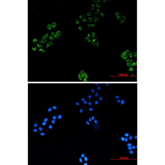 MRPS18B Antibody in Immunocytochemistry (ICC/IF)