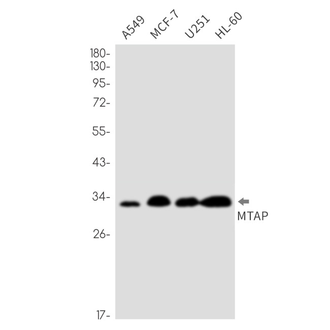 MTAP Antibody in Western Blot (WB)