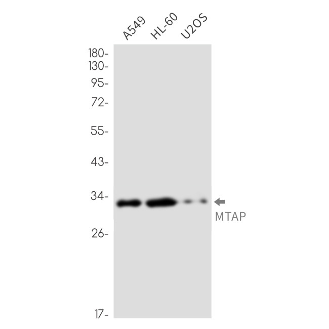 MTAP Antibody in Western Blot (WB)