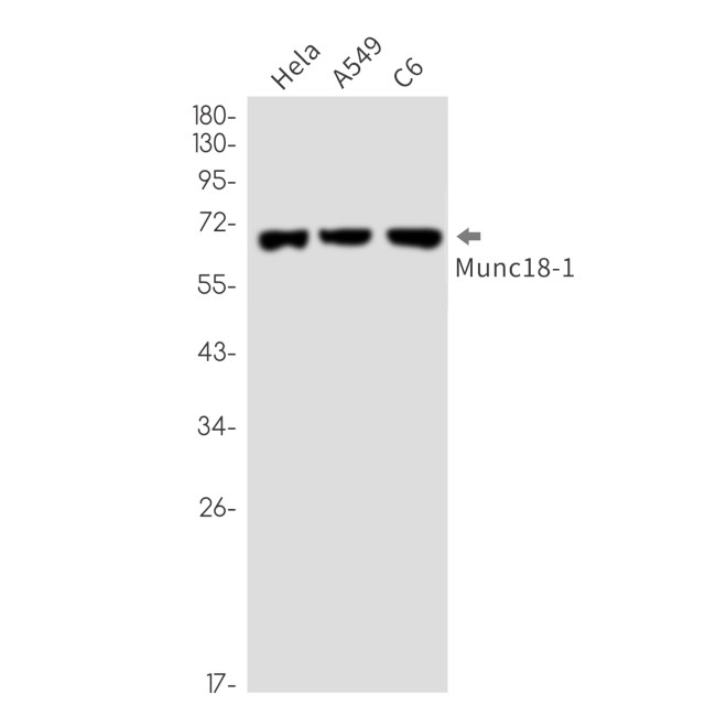 MUNC18 Antibody in Western Blot (WB)