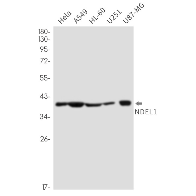 Nudel Antibody in Western Blot (WB)