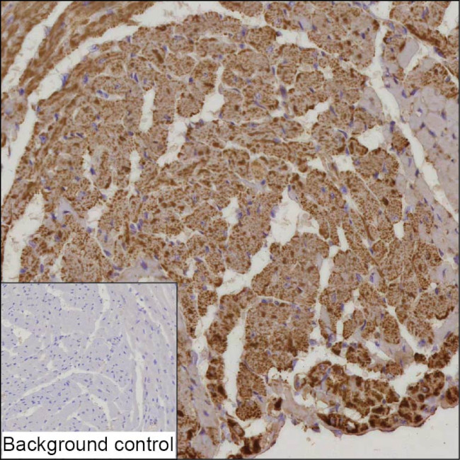 NDUFS2 Antibody in Immunohistochemistry (Paraffin) (IHC (P))