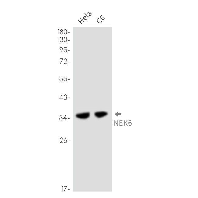 NEK6 Antibody in Western Blot (WB)