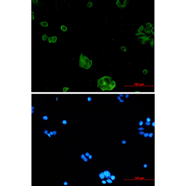 RTN4RL1 Antibody in Immunocytochemistry (ICC/IF)