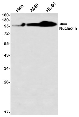 Nucleolin Antibody in Western Blot (WB)