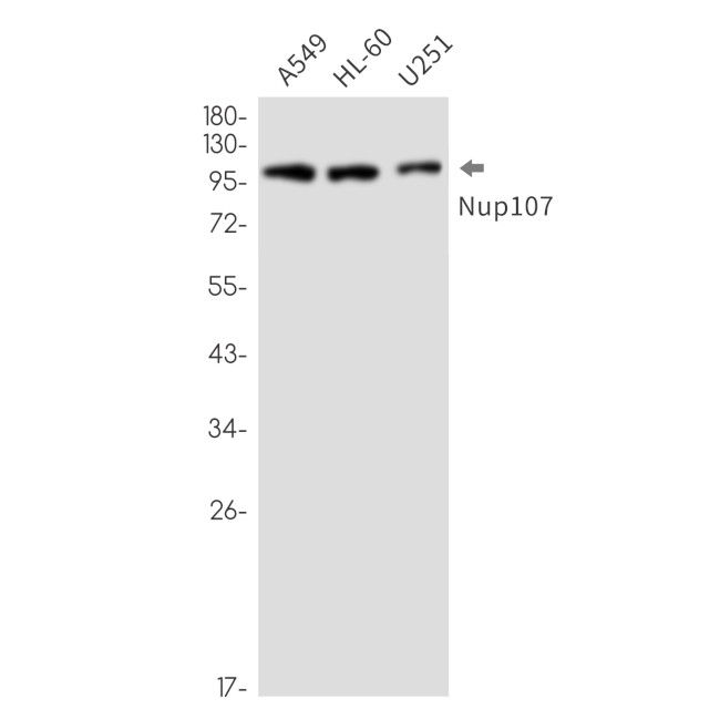 NUP107 Antibody in Western Blot (WB)