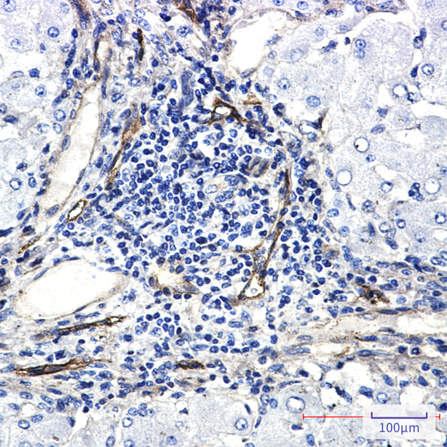 ORAI3 Antibody in Immunohistochemistry (Paraffin) (IHC (P))