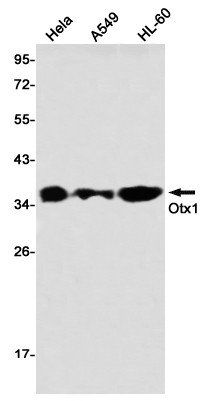 OTX1 Antibody in Western Blot (WB)