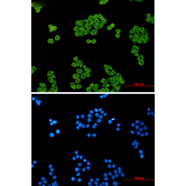 p23 Antibody in Immunocytochemistry (ICC/IF)