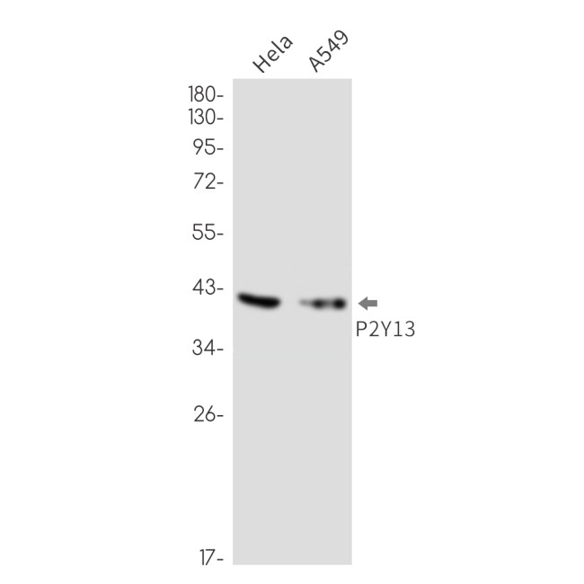 P2Y13 Antibody in Western Blot (WB)