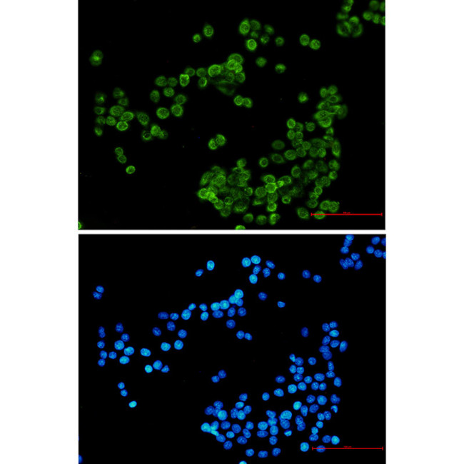 NCF4 Antibody in Immunocytochemistry (ICC/IF)
