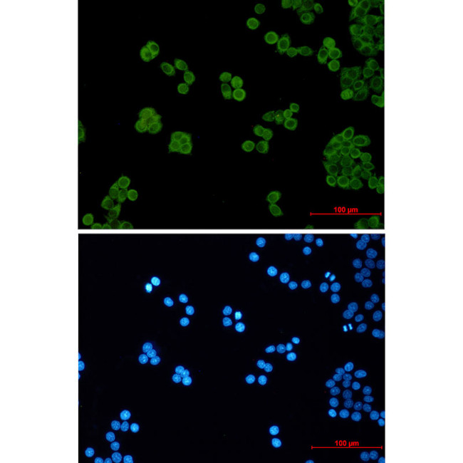 PEN2 Antibody in Immunocytochemistry (ICC/IF)