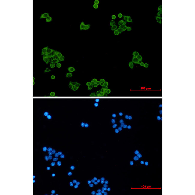 PRDX1 Antibody in Immunocytochemistry (ICC/IF)