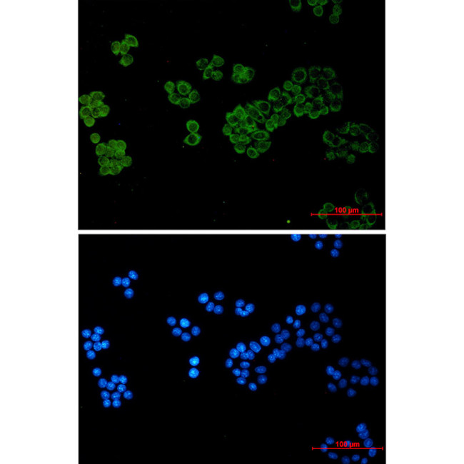 PLCG1 Antibody in Immunocytochemistry (ICC/IF)
