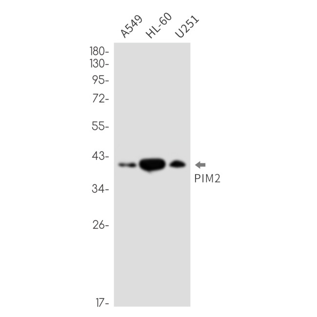 PIM2 Antibody in Western Blot (WB)