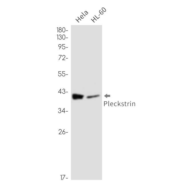 Pleckstrin Antibody in Western Blot (WB)