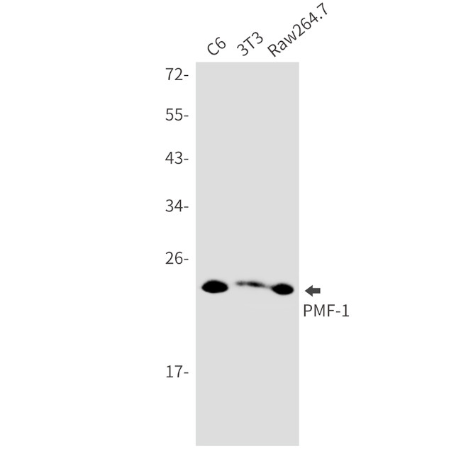 PMF1 Antibody in Western Blot (WB)