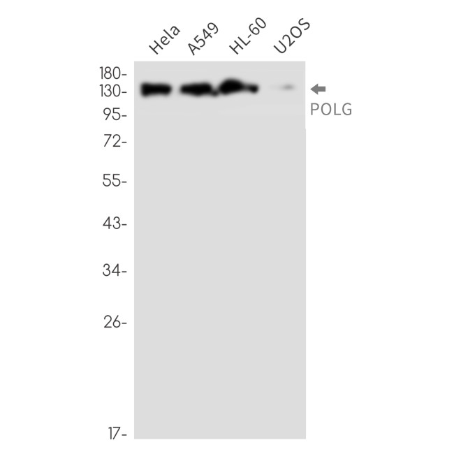 POLG Antibody in Western Blot (WB)