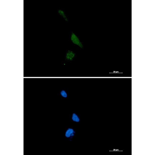 PREPL Antibody in Immunocytochemistry (ICC/IF)