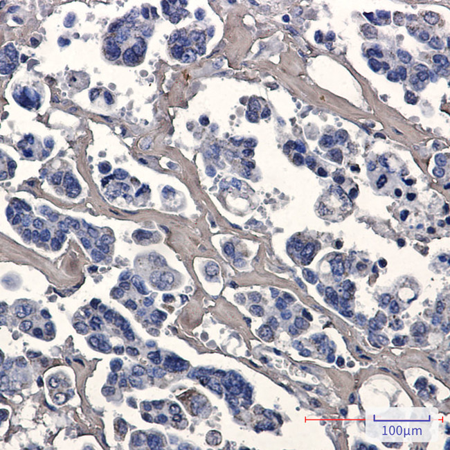 Caspase 7 Antibody in Immunohistochemistry (Paraffin) (IHC (P))