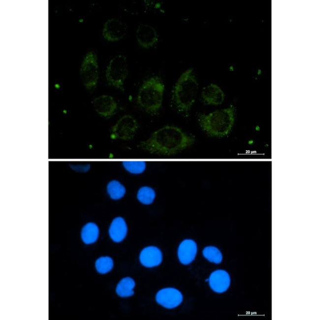 CUX1 Antibody in Immunocytochemistry (ICC/IF)