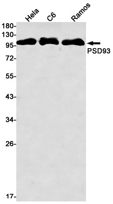 PSD93 Antibody in Western Blot (WB)