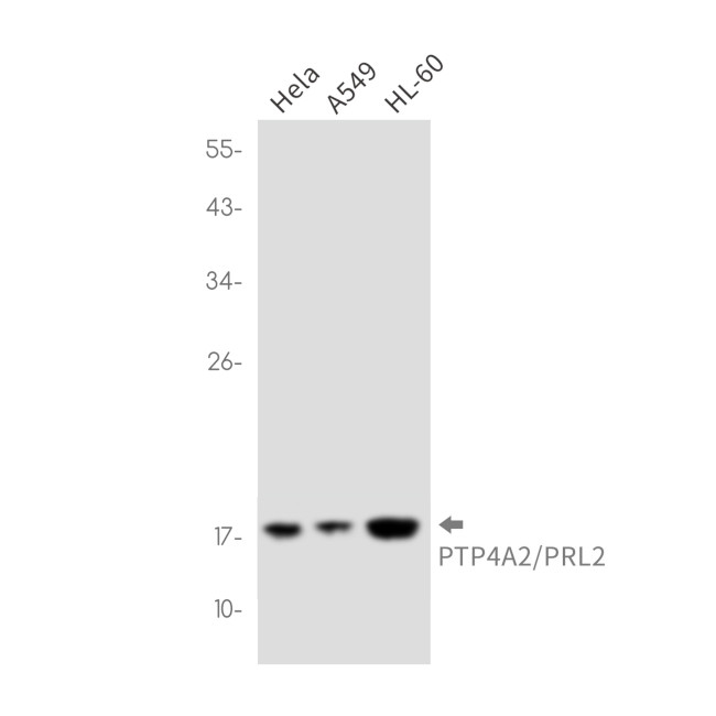 PTP4A2 Antibody in Western Blot (WB)