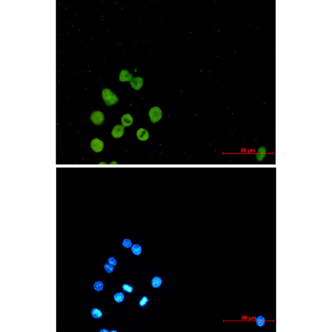 PU.1 Antibody in Immunocytochemistry (ICC/IF)