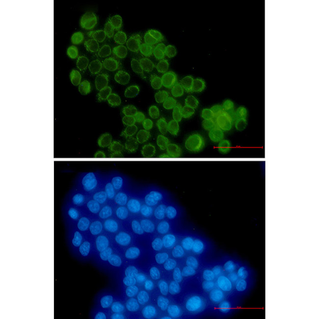RANGAP1 Antibody in Immunocytochemistry (ICC/IF)