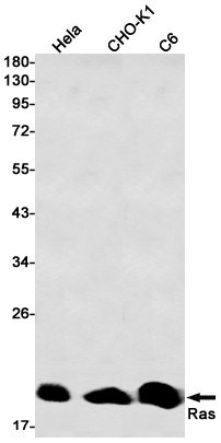 N-Ras Antibody in Western Blot (WB)