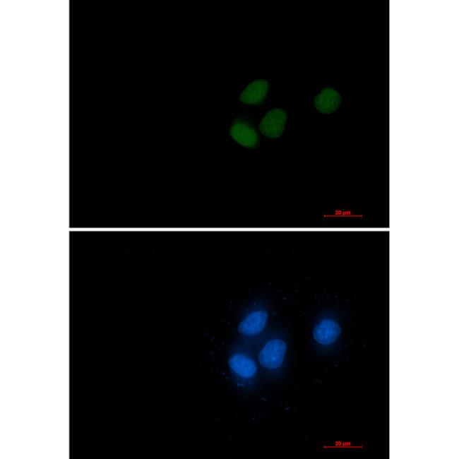 RCC1 Antibody in Immunocytochemistry (ICC/IF)