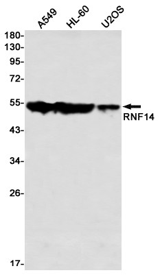 RNF14 Antibody in Western Blot (WB)