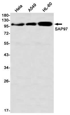 SAP97 Antibody in Western Blot (WB)