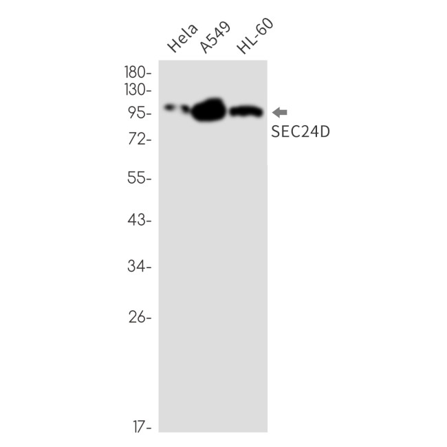 SEC24D Antibody in Western Blot (WB)