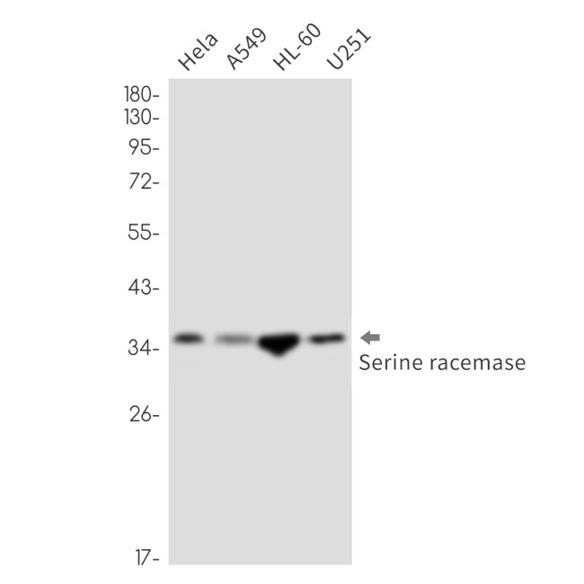 Serine racemase Antibody in Western Blot (WB)