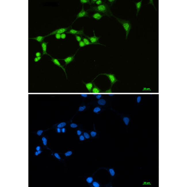 SF3B1 Antibody in Immunocytochemistry (ICC/IF)