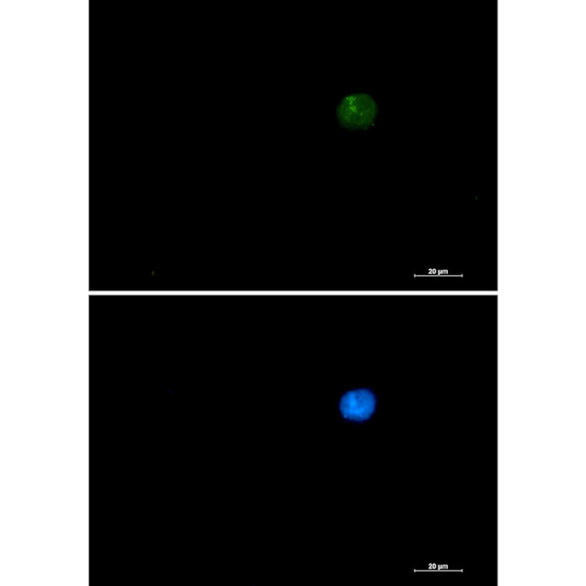 SMARCA2 Antibody in Immunocytochemistry (ICC/IF)