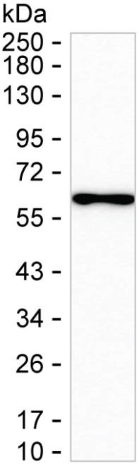 SMARCD1 Antibody in Western Blot (WB)