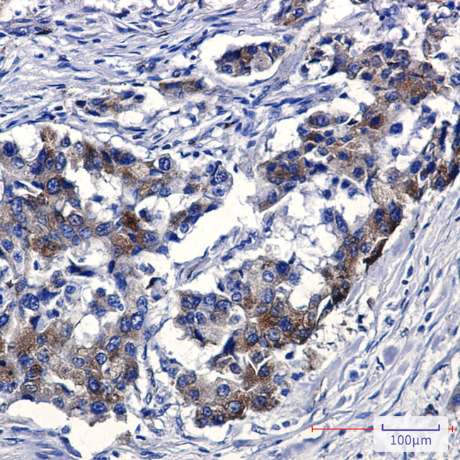 Sortilin Antibody in Immunohistochemistry (Paraffin) (IHC (P))