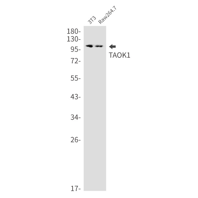 TAOK1 Antibody in Western Blot (WB)