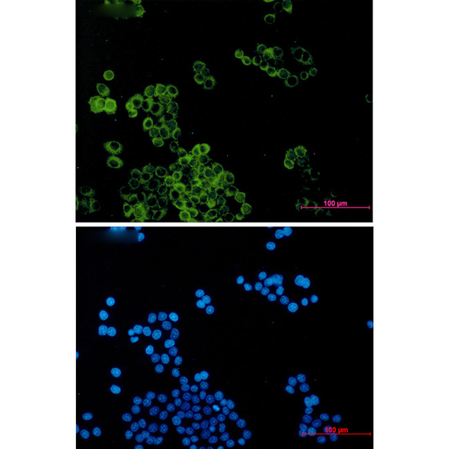DYNLT1 Antibody in Immunocytochemistry (ICC/IF)