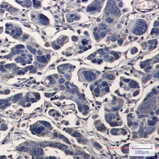 TPMT Antibody in Immunohistochemistry (Paraffin) (IHC (P))