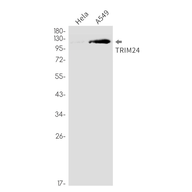 TRIM24 Antibody in Western Blot (WB)