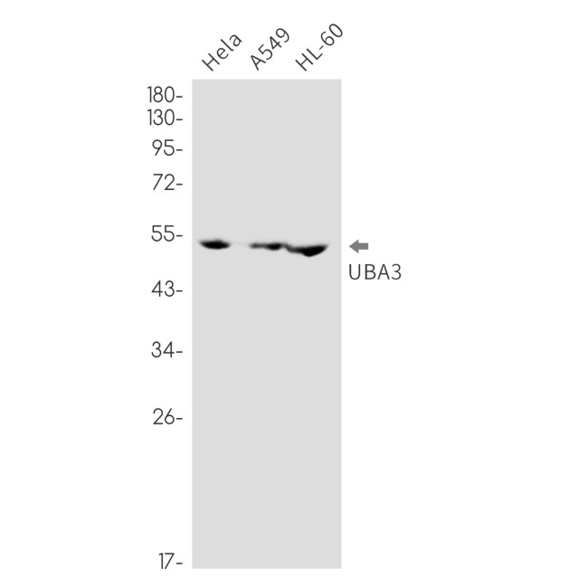 UBA3 Antibody in Western Blot (WB)